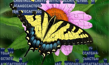 Illustration of Swallowtail Butterfly Puzzle Revealing Genetic Code