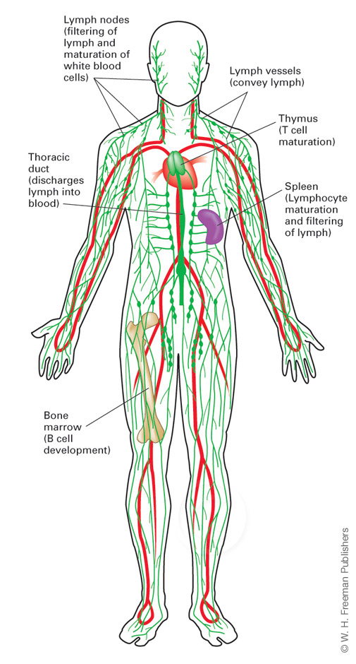 Illustration of Human Lymph System