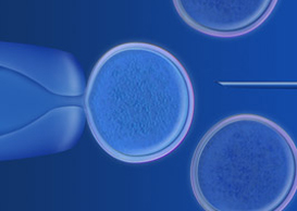 stem cell nuclear transfer illustration