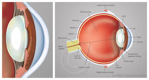 Illustration of the Anatomy of the Human Eye