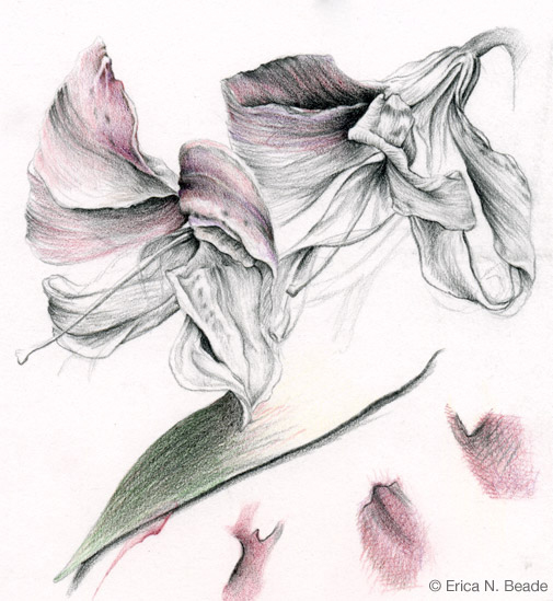 Drawing Study of Lilies